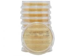 Prepared Media Tryptic Soy Agar with Lecithin and Tween® 80 Agar Plate
